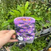 Mix of 3 Asters (3 x 9cm Pots) -