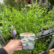 Mix of 3 Asters (3 x 9cm Pots) -