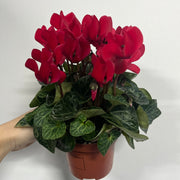 Cyclamen Red (9cm/13cm Pot Size) -