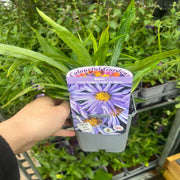 Mix of 3 Asters (3 x 9cm Pots) -