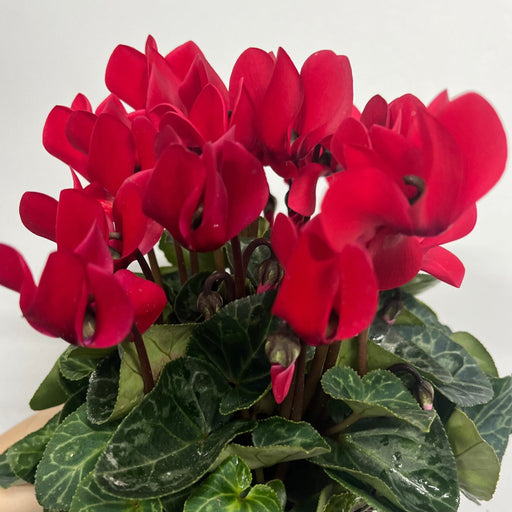 Cyclamen Red (9cm/13cm Pot Size) -