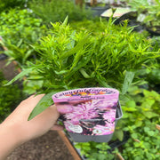 Mix of 3 Asters (3 x 9cm Pots) -