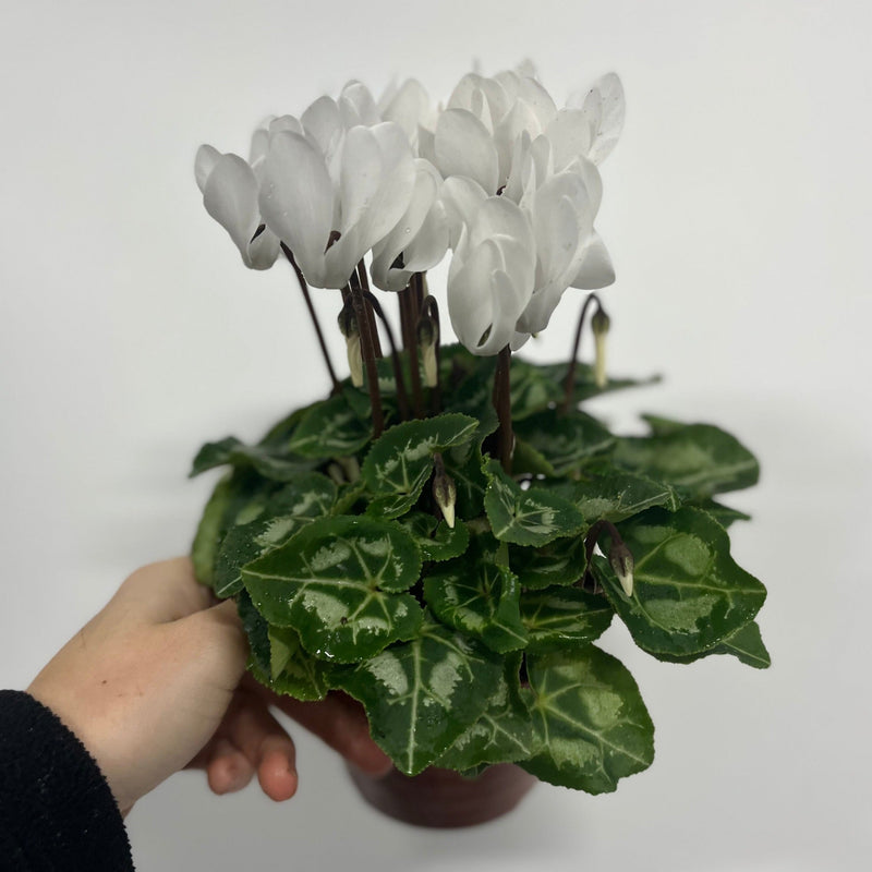 Cyclamen White (9/13cm Pot) -
