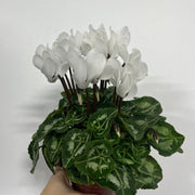 Cyclamen White (9/13cm Pot) -