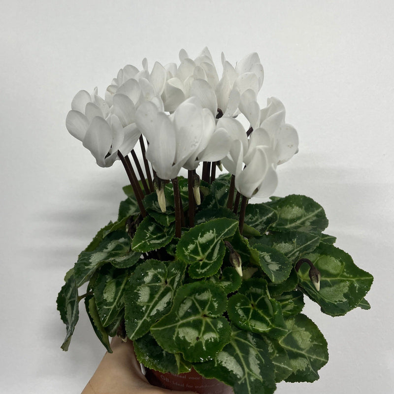 Cyclamen White (9/13cm Pot) -