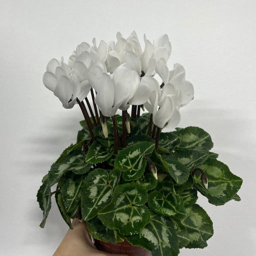 Cyclamen White (9/13cm Pot) -