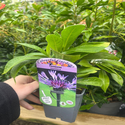 Centaurea montana 9cm/2L -