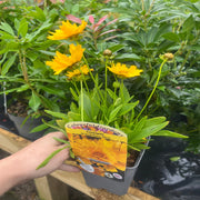 Coreopsis grandiflora 'Illico' 9cm/1.5L -