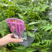 Salvia New Dimensions Rose 9cm/1.5L -