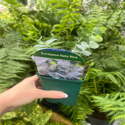 Eucalyptus pulverulenta 'Baby Blue' 9cm/2L -