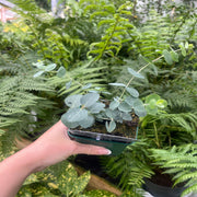 Eucalyptus pulverulenta 'Baby Blue' 9cm/2L -