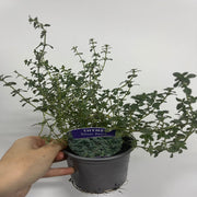 Thyme Silver Posie (Thymus) 11cm Pot -