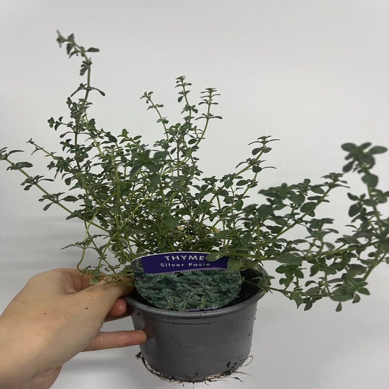 Thyme Silver Posie (Thymus) 11cm Pot -