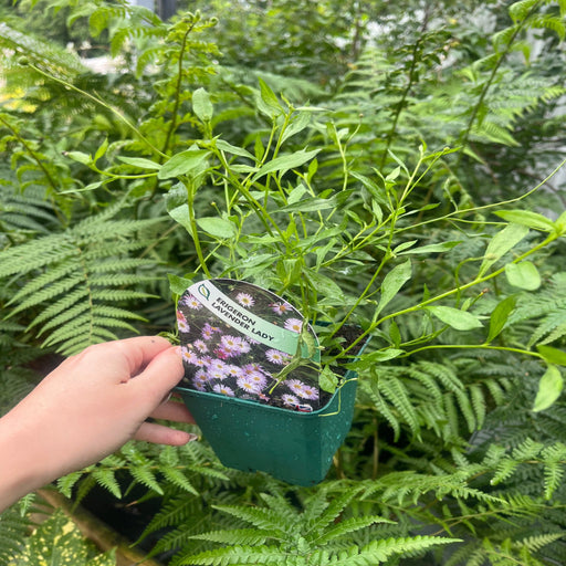 Erigeron karvinskianus Lavender Lady (9cm Pot) -