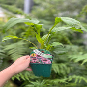 Echinacea 'Magnus' 9cm Pot -