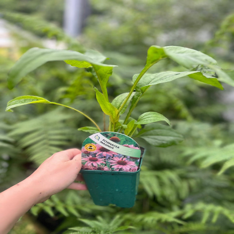 Echinacea 'Magnus' 9cm Pot -