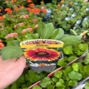 Gaillardia 'Arizona Sun' 9cm/2L -