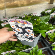 Leucanthemum x superbum Madonna' 9cm/1.5L -