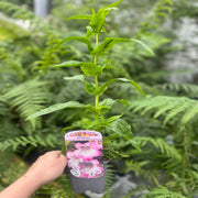 Penstemon Arabesque 'Appleblossom' 9cm/1.5L/2L -