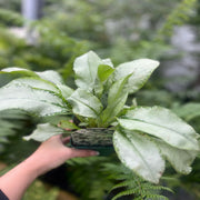 Pulmonaria 'Majeste' 9cm/2L -