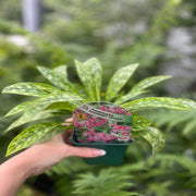 Pulmonaria 'Raspberry Splash' 9cm/2L -