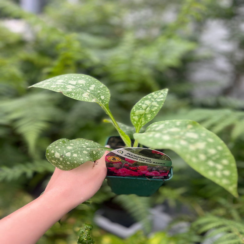 Pulmonaria 'Shrimps on the Barbie' 9cm/2L -