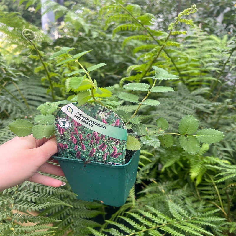 Sanguisorba Menziesii 9cm -