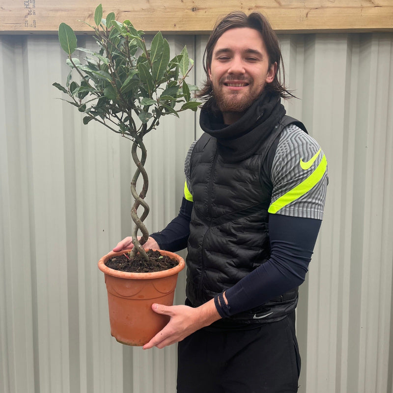 Double Spiral Stem Standard Bay Tree | Laurus nobilis | 75-85cm -