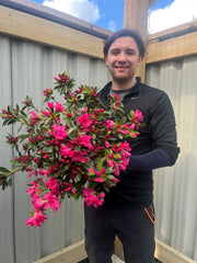 Azalea japonica 'Rosa' 2L -