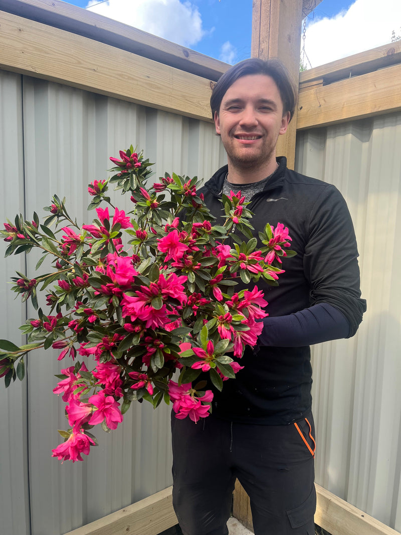 Azalea japonica 'Rosa' 2L -
