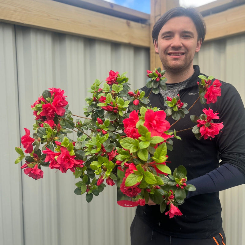 Azalea Florida 1.5L / 5L -