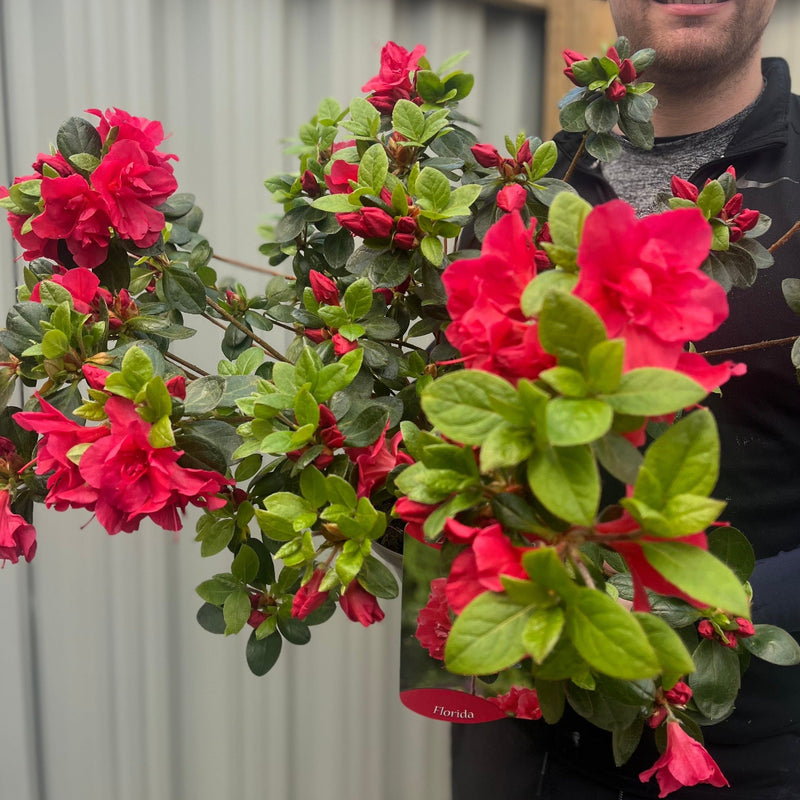 Azalea Florida 1.5L / 5L -