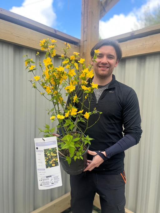 Kerria japonica 'Golden Guinea' 3L -