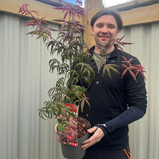 Acer palmatum 'Starfish' 3L -