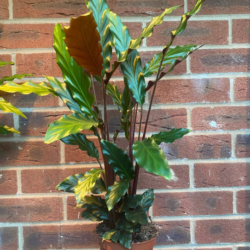 Calathea Tropistar -