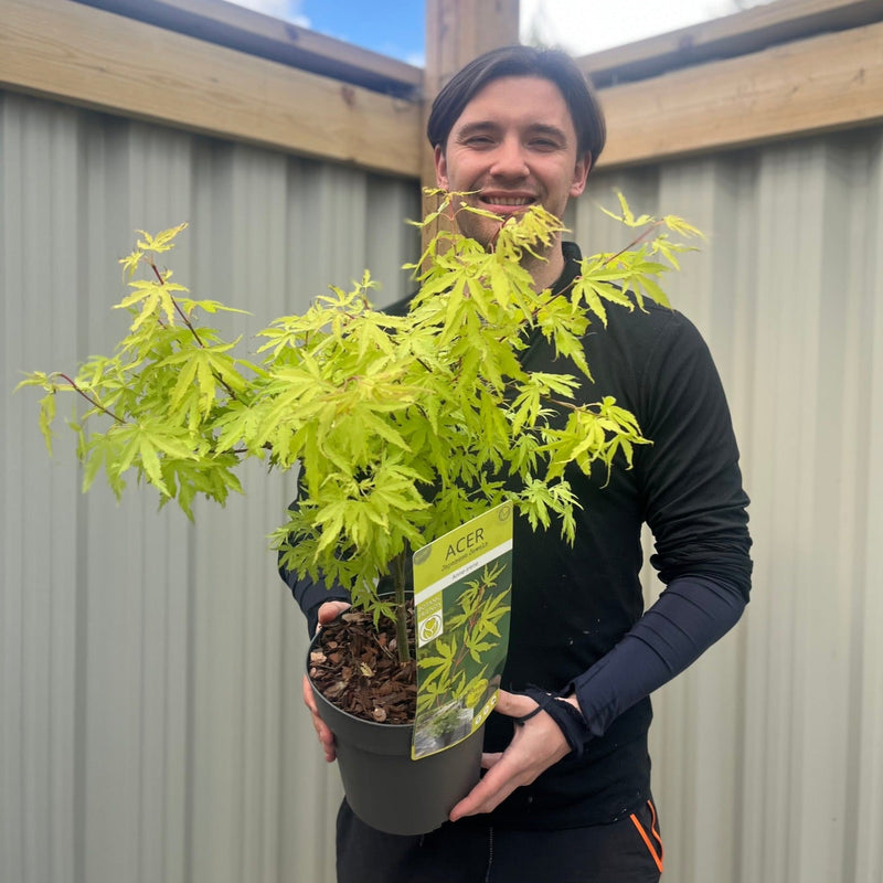 Acer palmatum 'Anne-Irene' 3L -