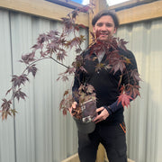 Acer palmatum 'Black Lace' 3L -