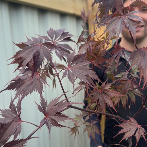 Acer palmatum 'Black Lace' 3L -