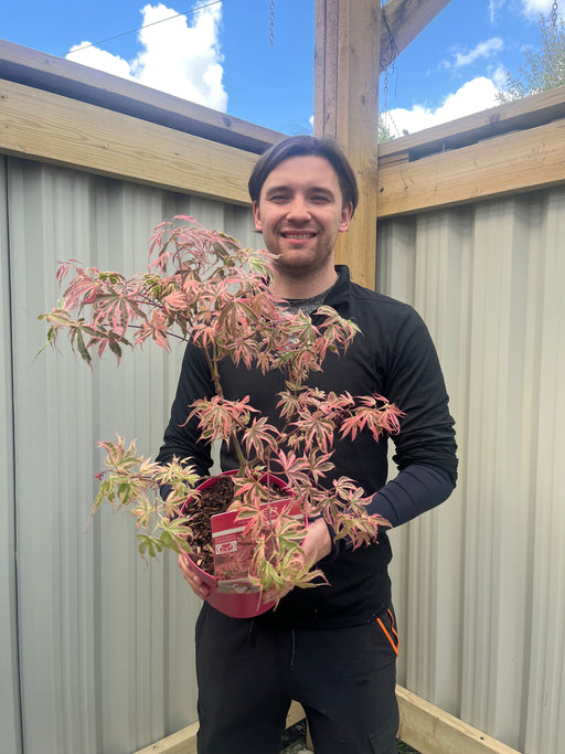 Acer palmatum 'Shirazz' 3L -