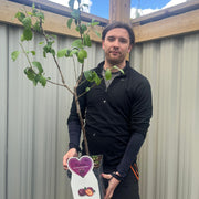 Dwarf/Patio Plum - Prunus domestica 'Reine Claude d'Althan' 4L -