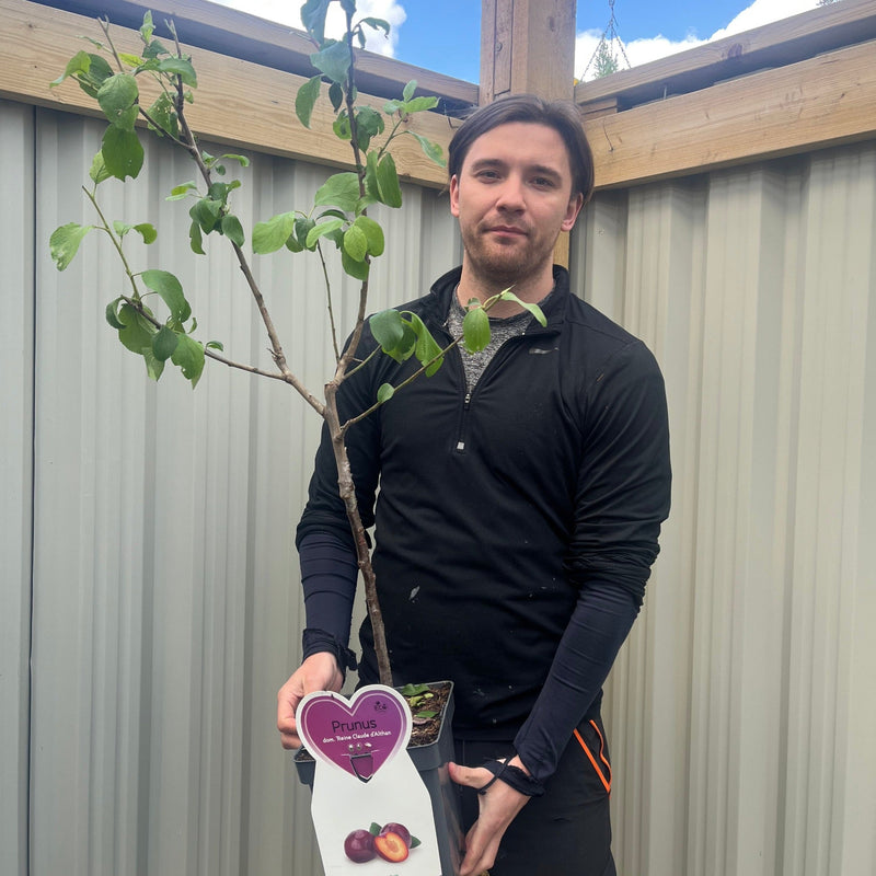 Dwarf/Patio Plum - Prunus domestica 'Reine Claude d'Althan' 4L -