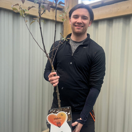Dwarf/Patio Apple Tree - Malus domestica 'Vitalstar' 4L -