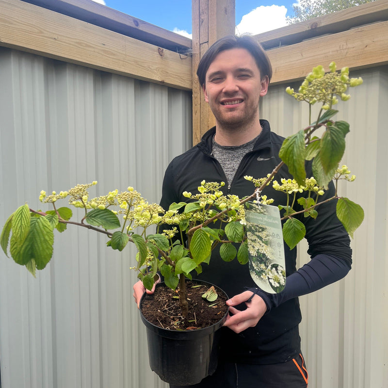 Viburnum plicatum 'Mariesii' 5L -