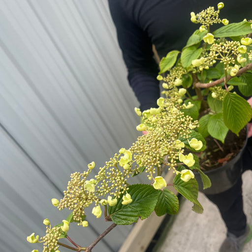 Viburnum plicatum 'Mariesii' 5L -