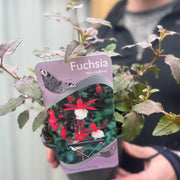 Hardy Fuchsia 'Alice Hoffman' 9cm / 2L -