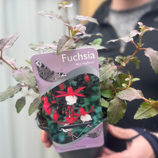 Hardy Fuchsia 'Alice Hoffman' 9cm / 2L -