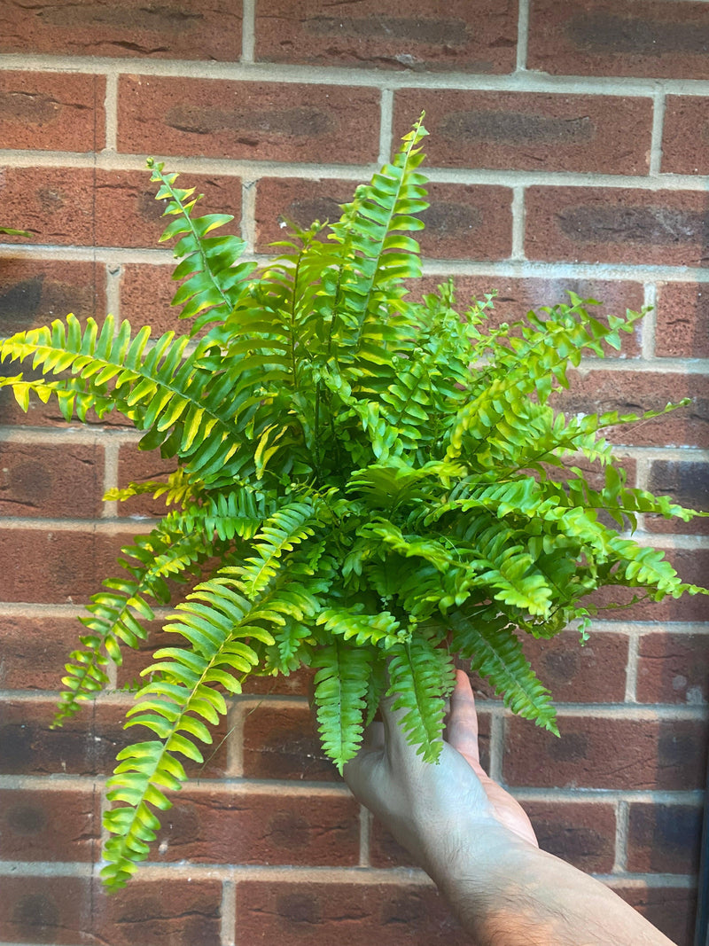 Boston Fern | Nephrolepis exaltata Bostoniensis | 25-30cm -