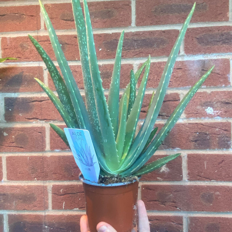 Aloe Vera -