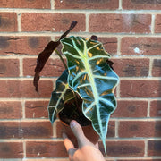 Alocasia (Elephant's Ear) 35-40cm -