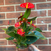 Anthurium - Red 40-50cm -